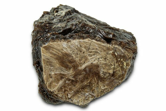 Fossil Tyrannosaur (T rex) Bone Section - Wyoming #342643